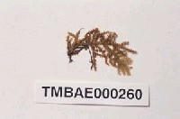 藏品(白苔)的圖片